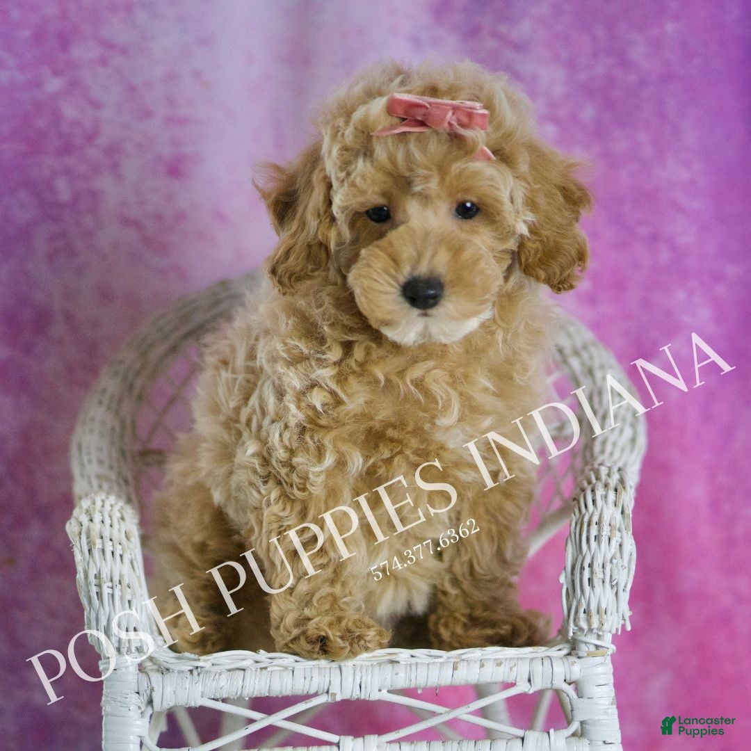 Miniature Poodle dogs for sale: Miniature Poodle Puppy 3 - Ad 6