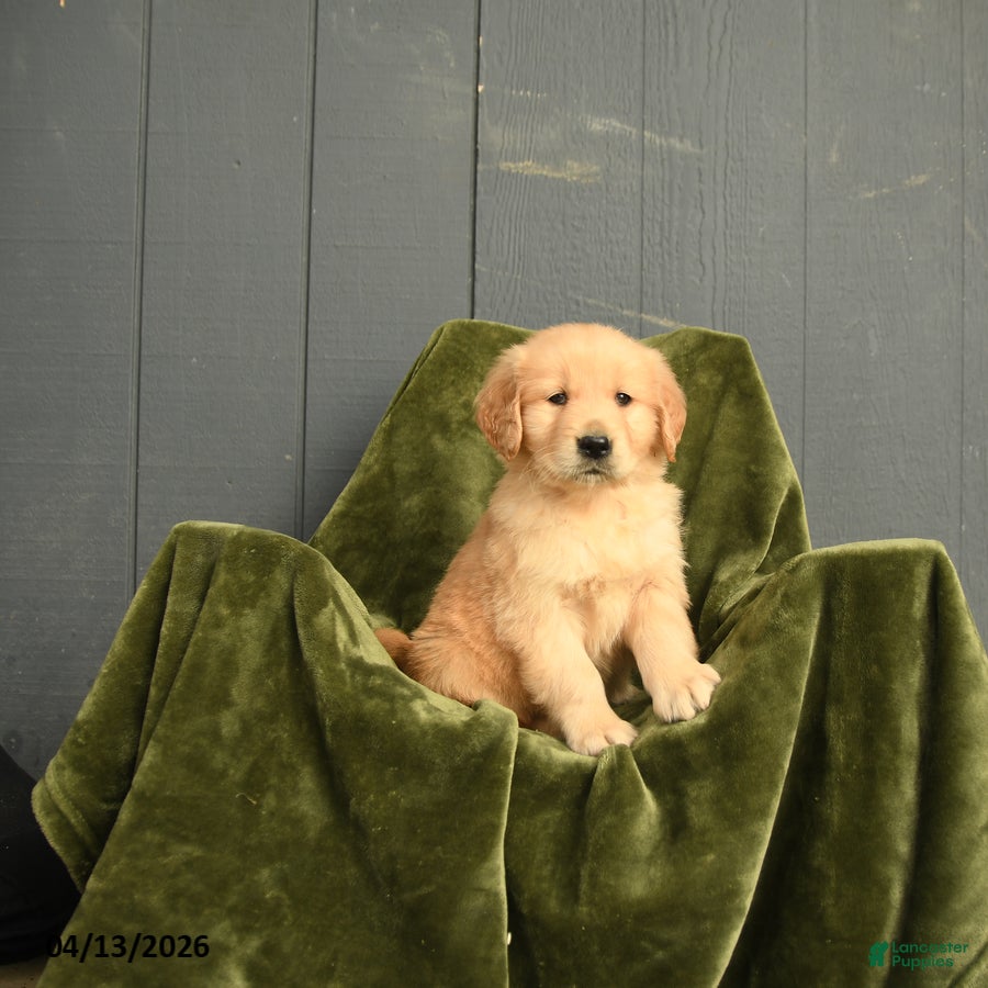 Golden Retriever dogs Wilbur - Ad 1
