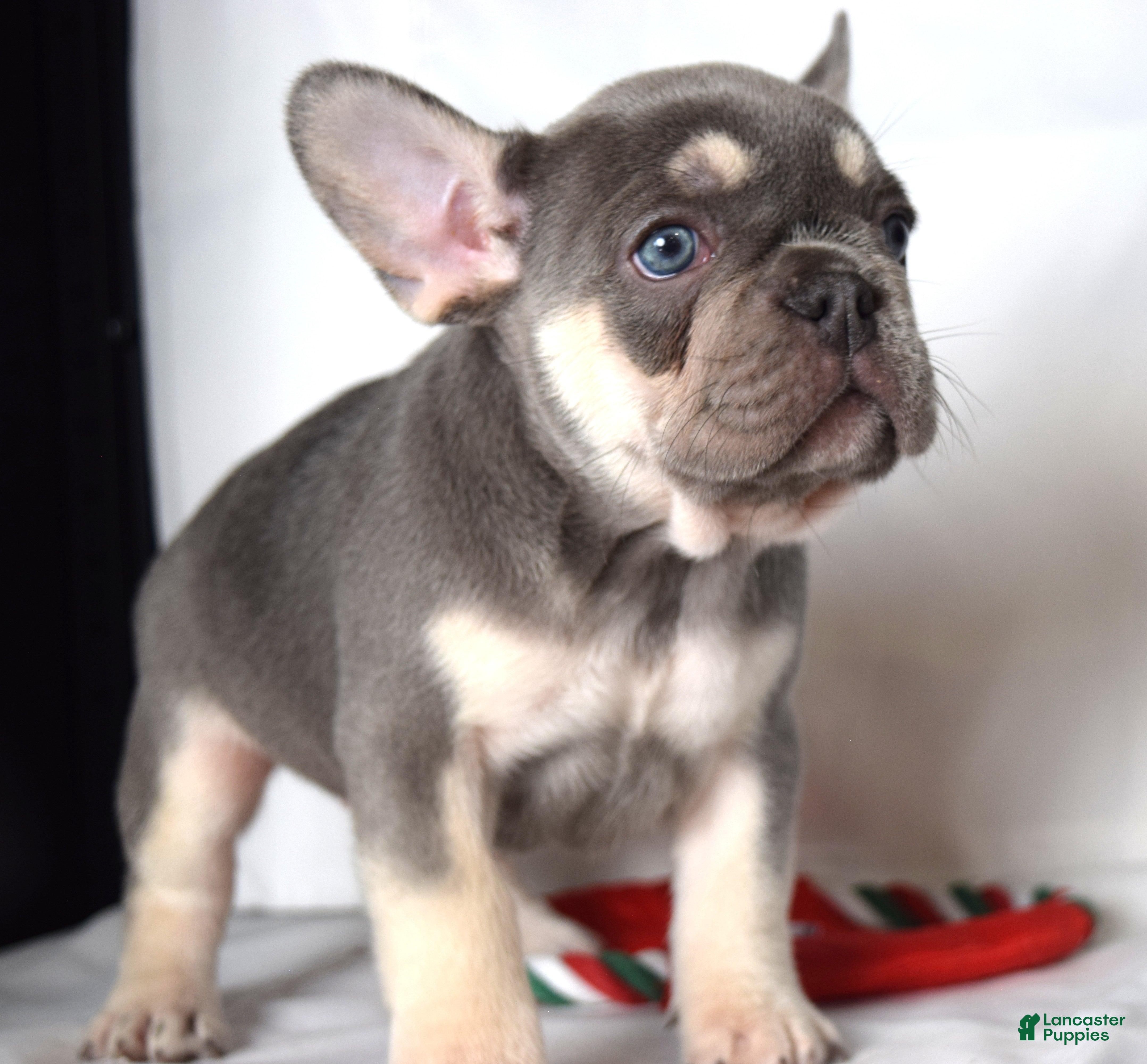 French Bulldog dogs for sale: Tessa - Ad 2