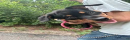 Rottweiler dogs for sale: Rottweiler 1 - Ad 1