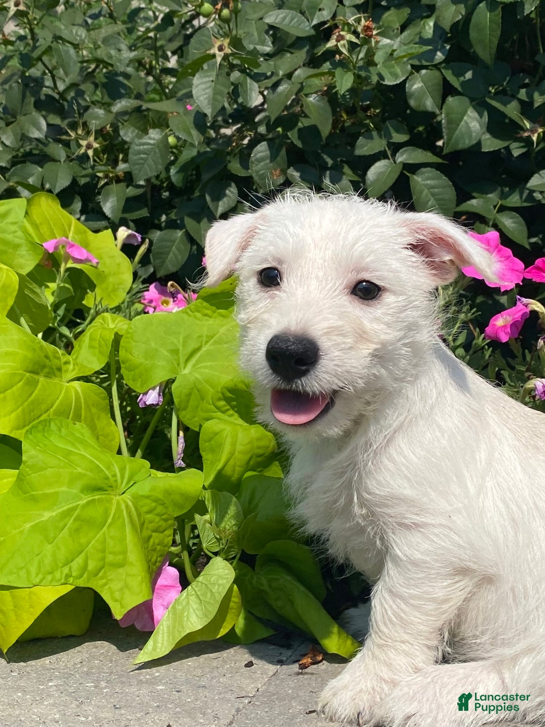 West Highland Terrier dogs for sale: Wendy - Ad 2
