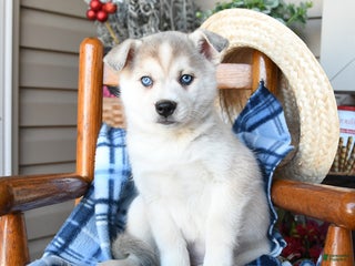 Alaskan Klee Kai dogs Icelyn - Ad 7