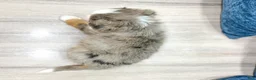 Mini Bernedoodle dogs for sale: Bella - Ad 5