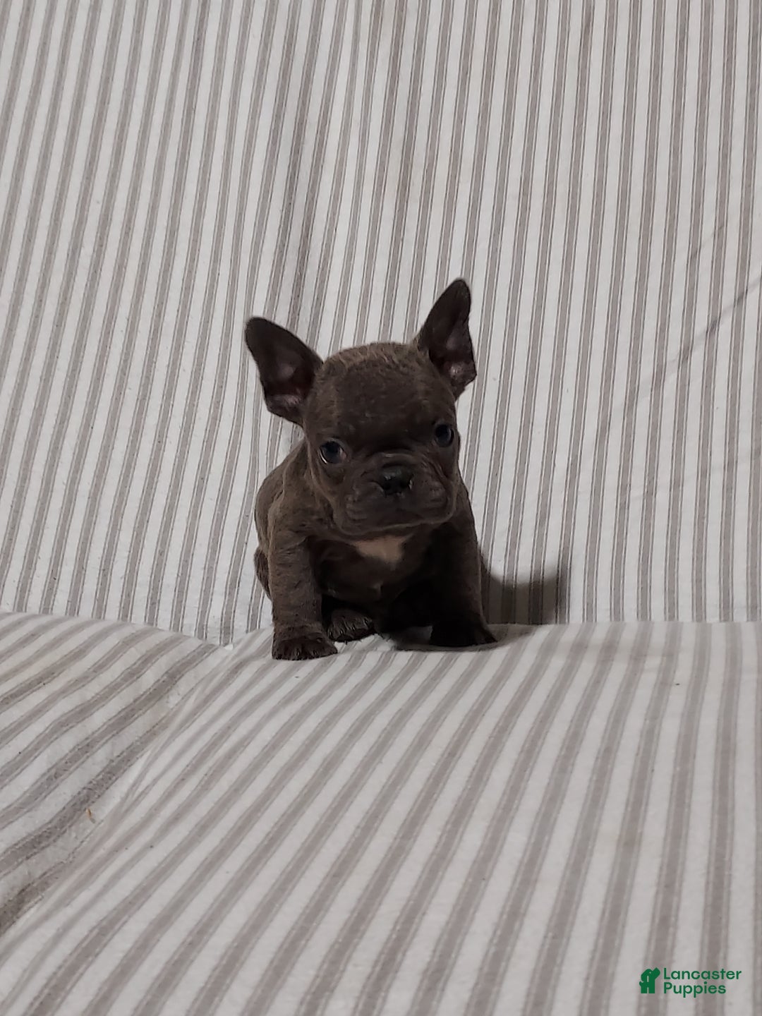 Mixed Breed dogs for sale: Cooper - Ad 13