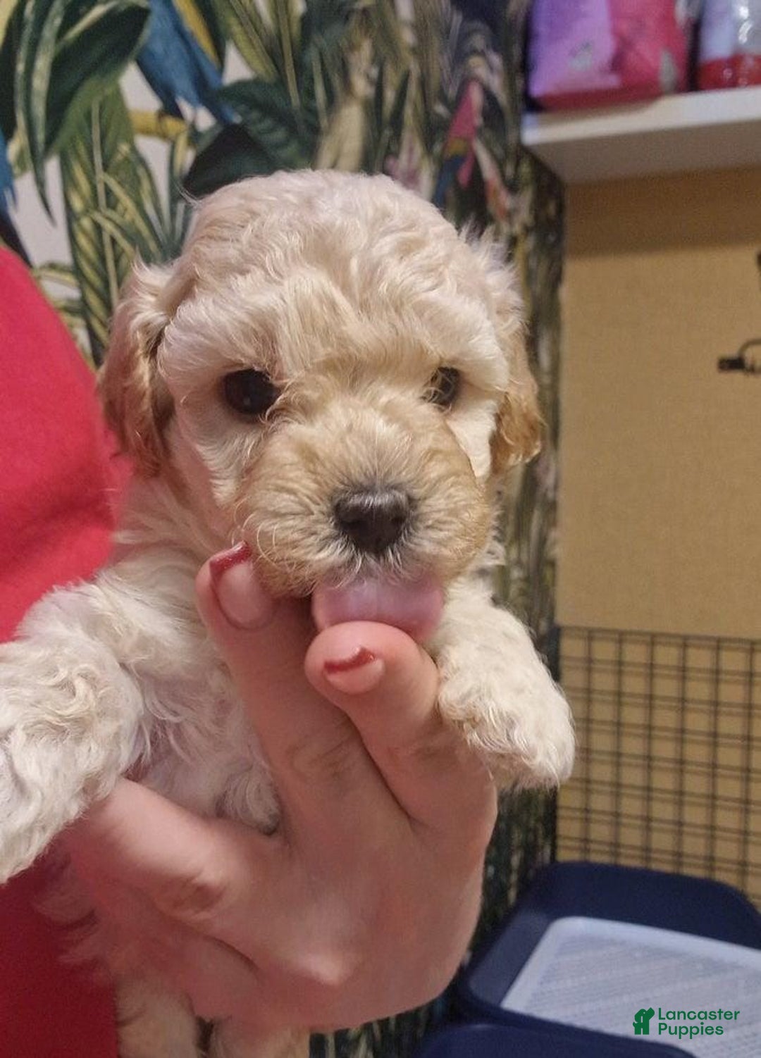 Maltipoo dogs for sale: Billy - Ad 12