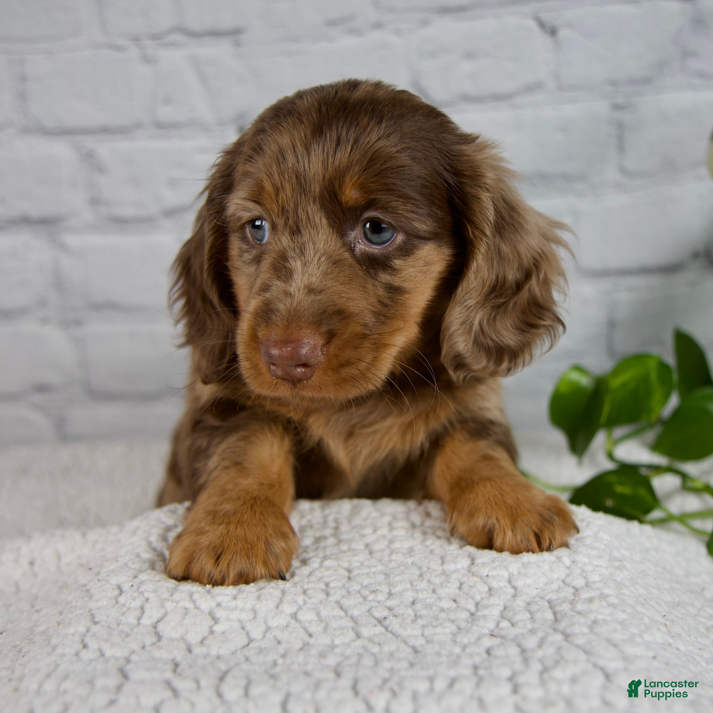 Miniature Dachshund dogs Archer - Ad 2