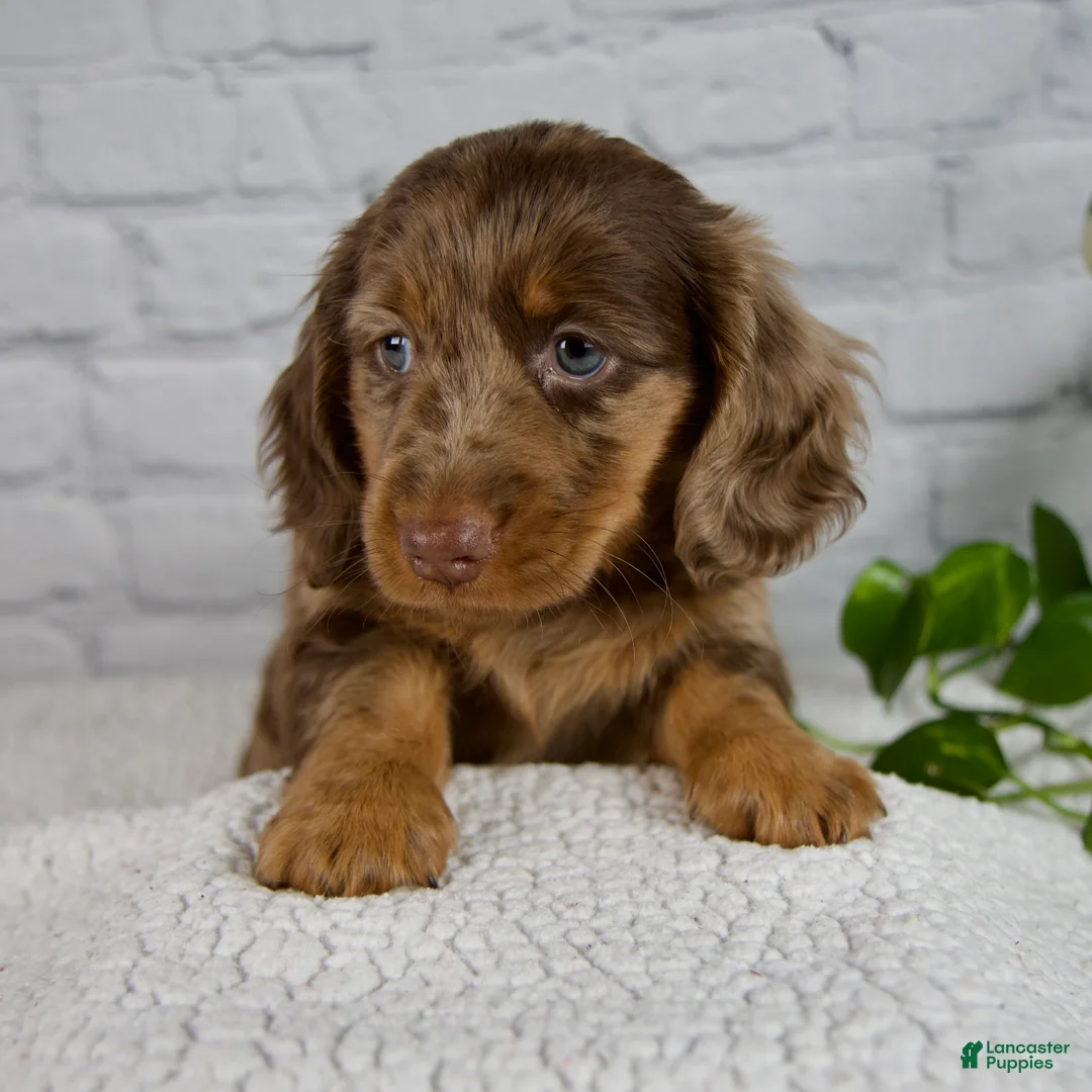 Miniature Dachshund dogs for sale: Archer - Ad 2