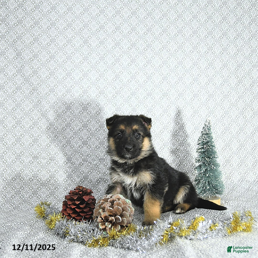 German Shepherd dogs for sale: Zeus - Ad 1