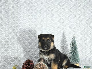 German Shepherd dogs Zeus - Ad 37