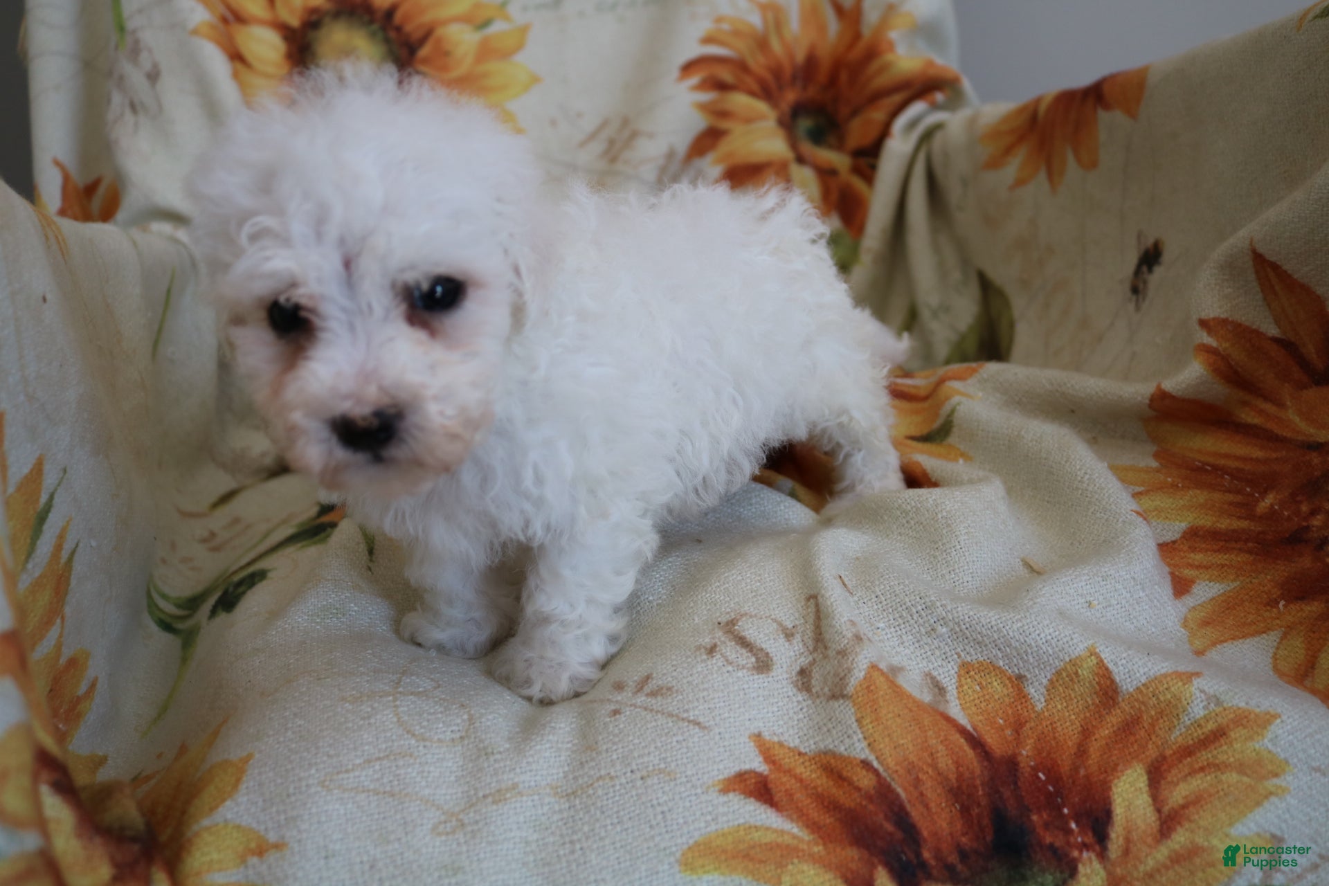 Bichon Frise dogs Buddy  - Ad 2