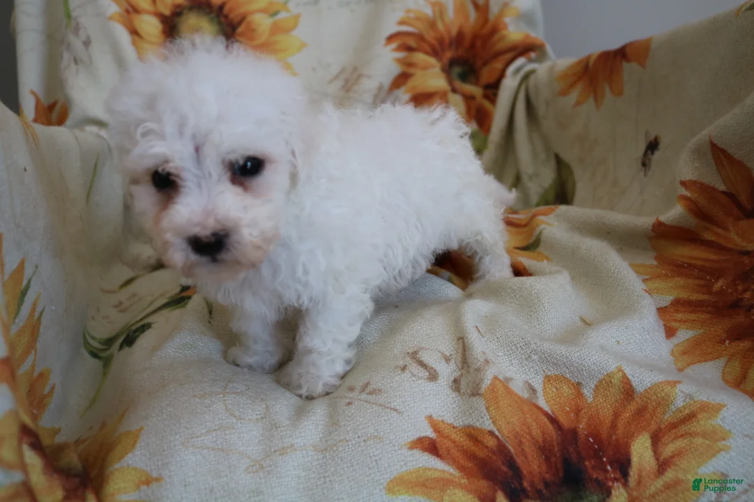Bichon Frise dogs for sale: Buddy  - Ad 2
