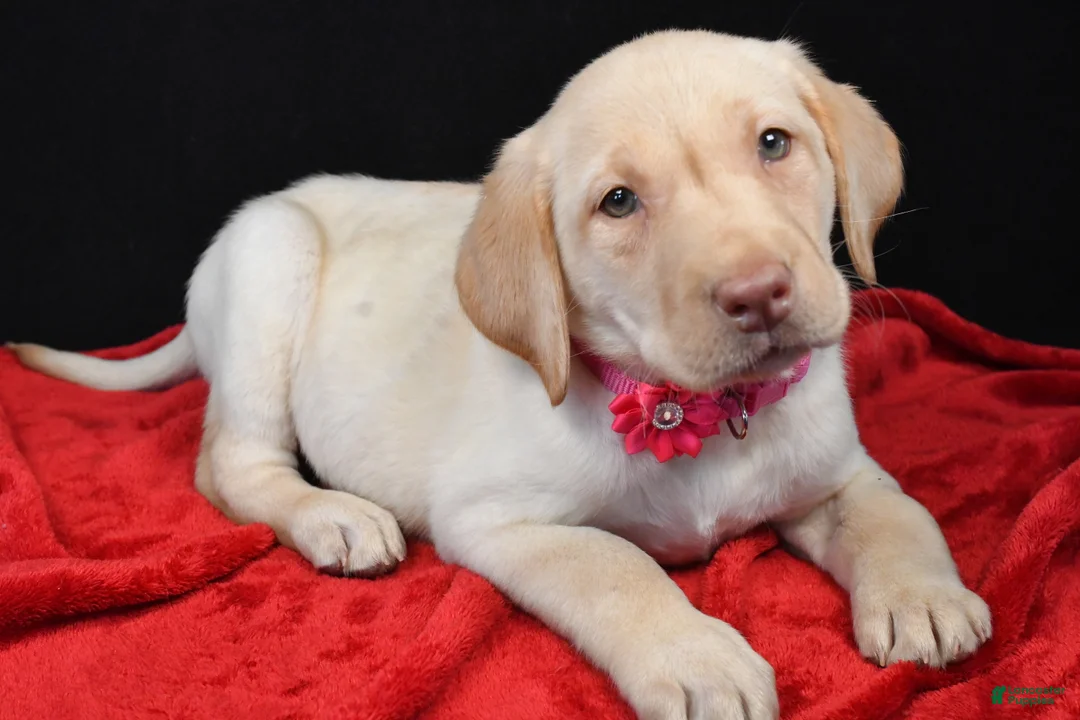 Labrador Retriever dogs for sale: Reba - Ad 2