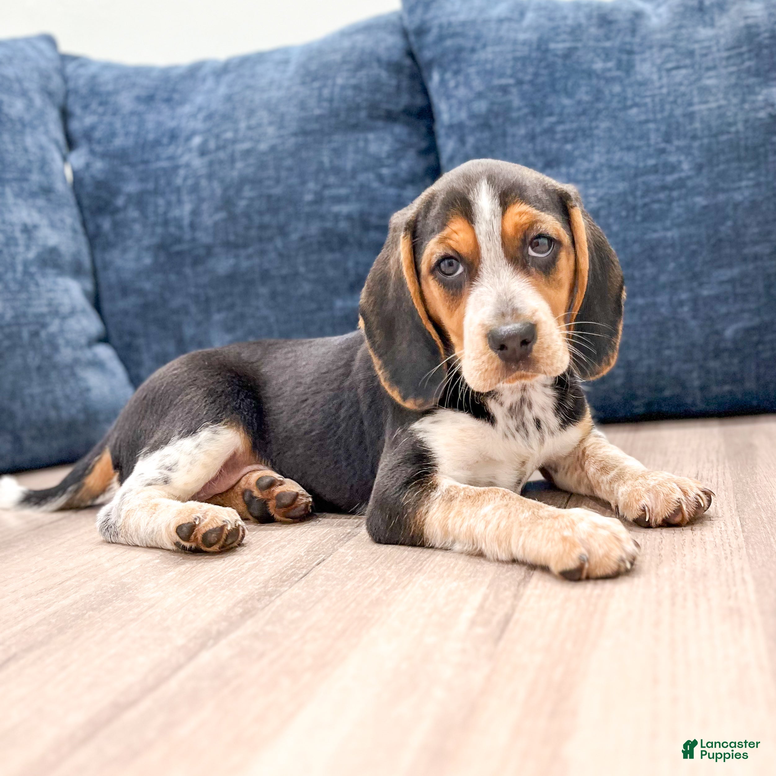 Beagle dogs Daisy - Ad 2