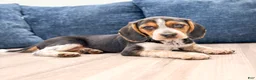 Beagle dogs for sale: Daisy - Ad 2