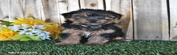 Yorkshire Terrier dogs for sale: Bentley - Ad 4