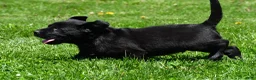 Labrador Retriever dogs for sale: Petey - Ad 4
