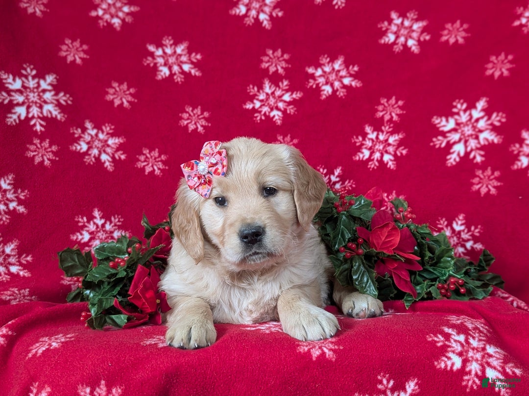 Golden Retriever dogs for sale: Cassie - Ad 6