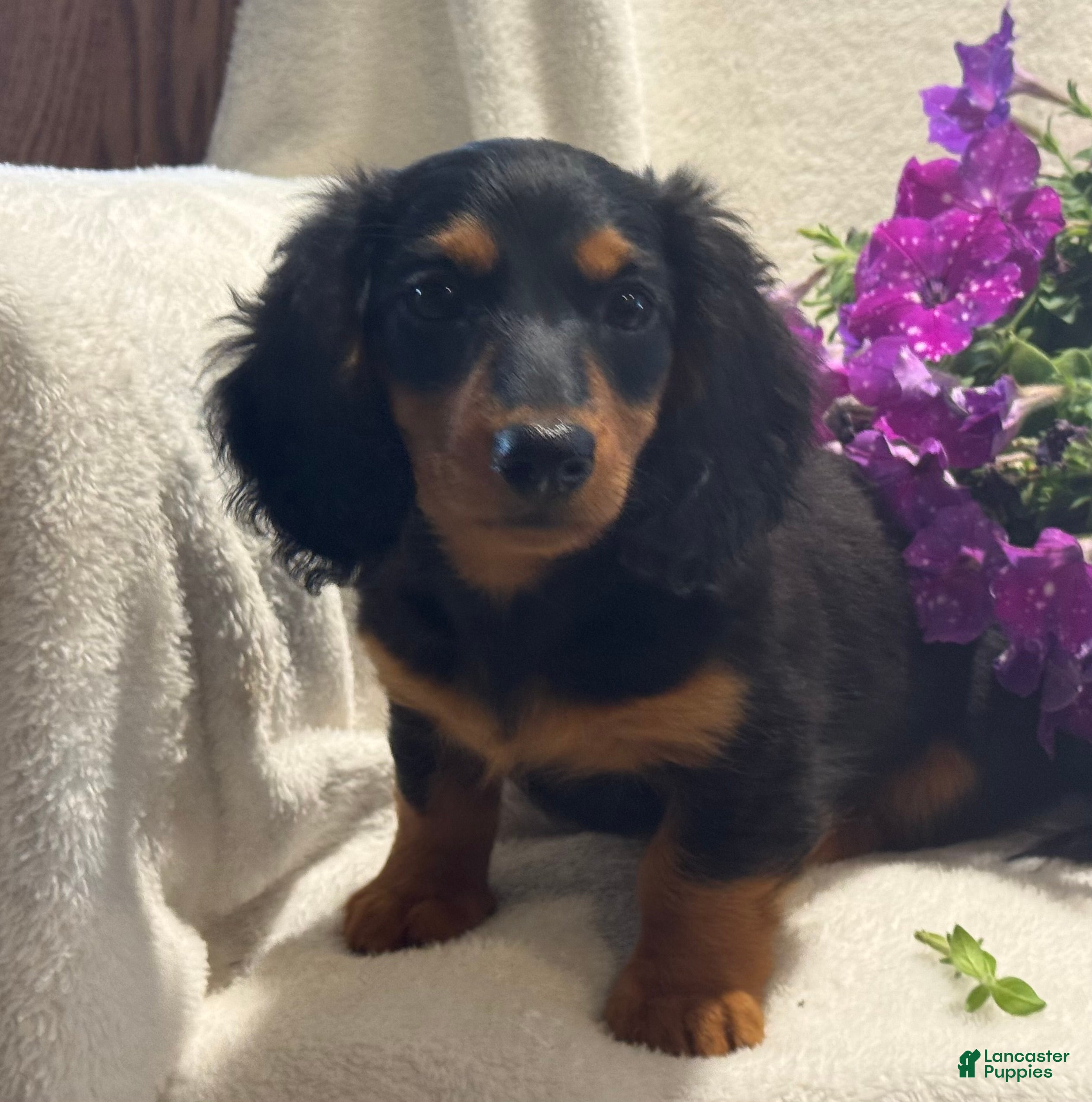 Miniature Dachshund dogs Pearl - Ad 2
