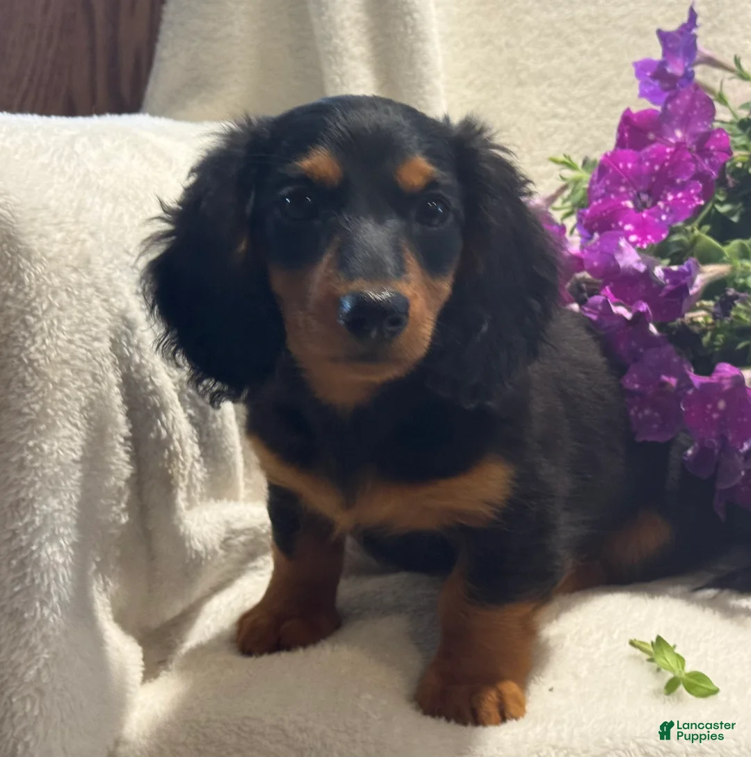 Miniature Dachshund dogs for sale: Pearl - Ad 2