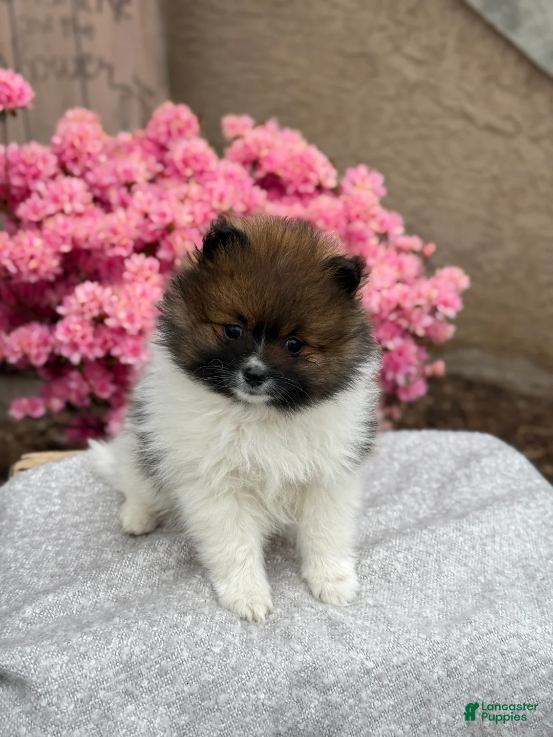 Pomeranian dogs for sale: Ranger - Ad 1