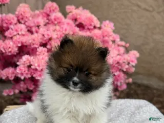 Pomeranian dogs for sale: Ranger - Ad 2