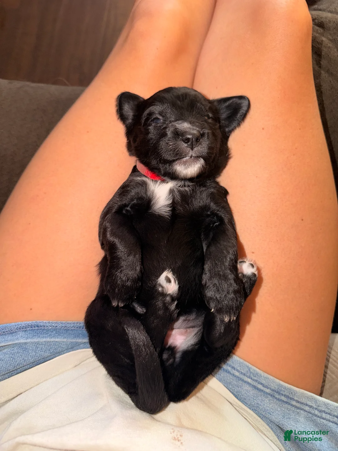 Bernedoodle dogs for sale: Red - most personable, most chill and laid back. - Ad 2