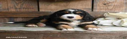 Mini Bernedoodle dogs for sale: Rocky - Ad 3