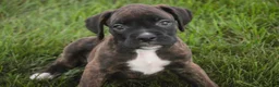 Boxer dogs for sale: Skipper - Ad 4