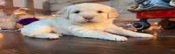 Labradoodle dogs for sale: Carly (Girl) - Ad 4