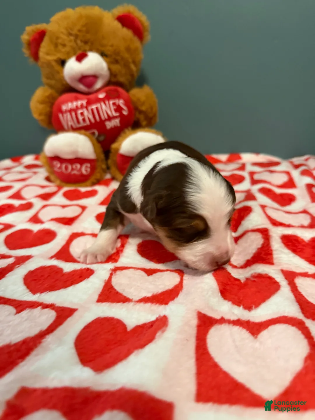 Miniature Australian Shepherd dogs for sale: Tate - Ad 4