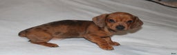 Miniature Dachshund dogs for sale: Snicker Mini  - Ad 7