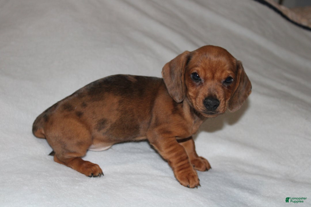Miniature Dachshund dogs for sale: Snicker Mini  - Ad 7