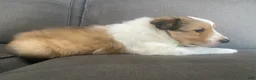 Shetland Sheepdog dogs for sale: Shetland Sheepdog Puppy 2 - Ad 10