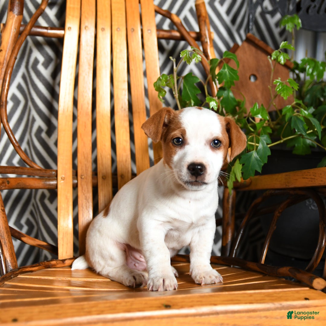 Mixed Breed dogs for sale: Eddie - Ad 3