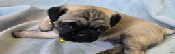 Pug dogs for sale: Daniel - Ad 5
