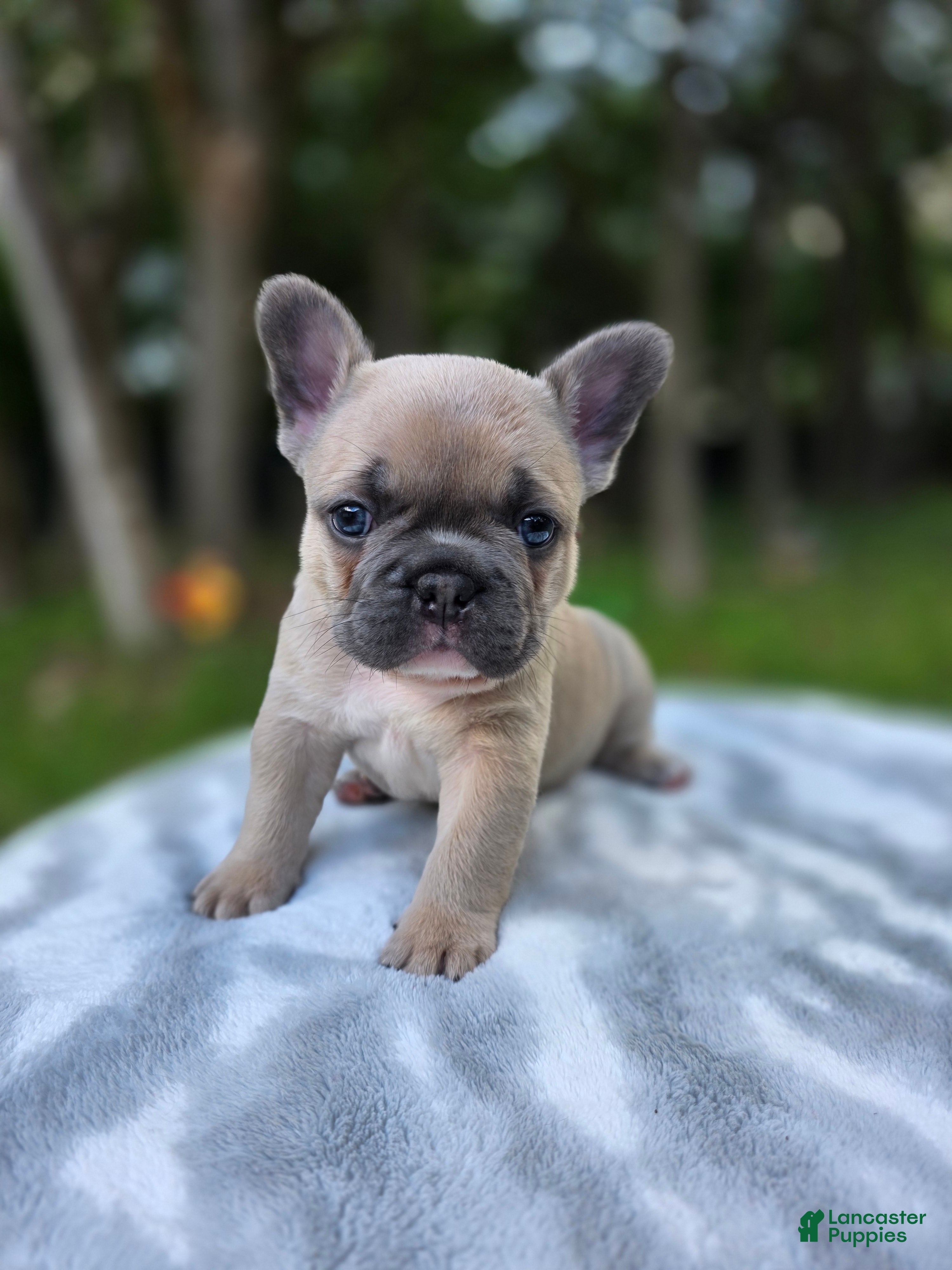 French Bulldog dogs Apollo - Ad 13