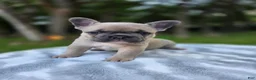 French Bulldog dogs for sale: Apollo - Ad 1