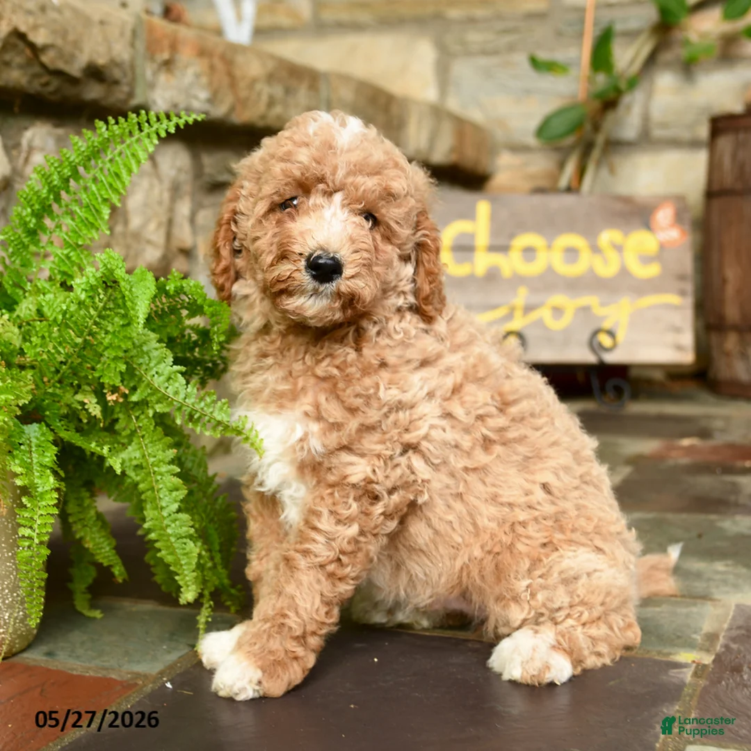 Mini Goldendoodle dogs for sale: Snickerdoodle - Ad 2