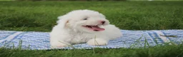 Mini Goldendoodle dogs for sale: Ty - Ad 7