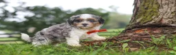 Shihpoo dogs for sale: Scout - Ad 4