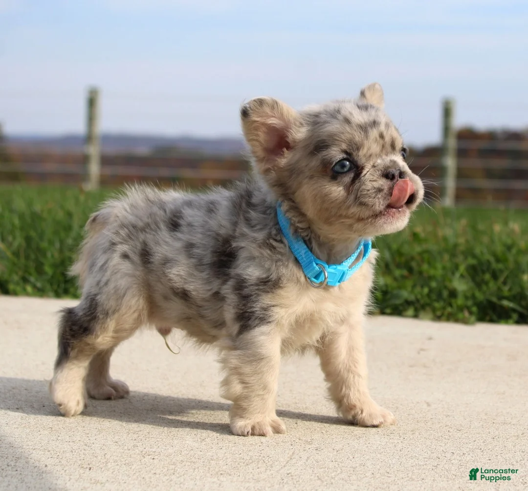 French Bulldog dogs for sale: Bruno - Ad 2