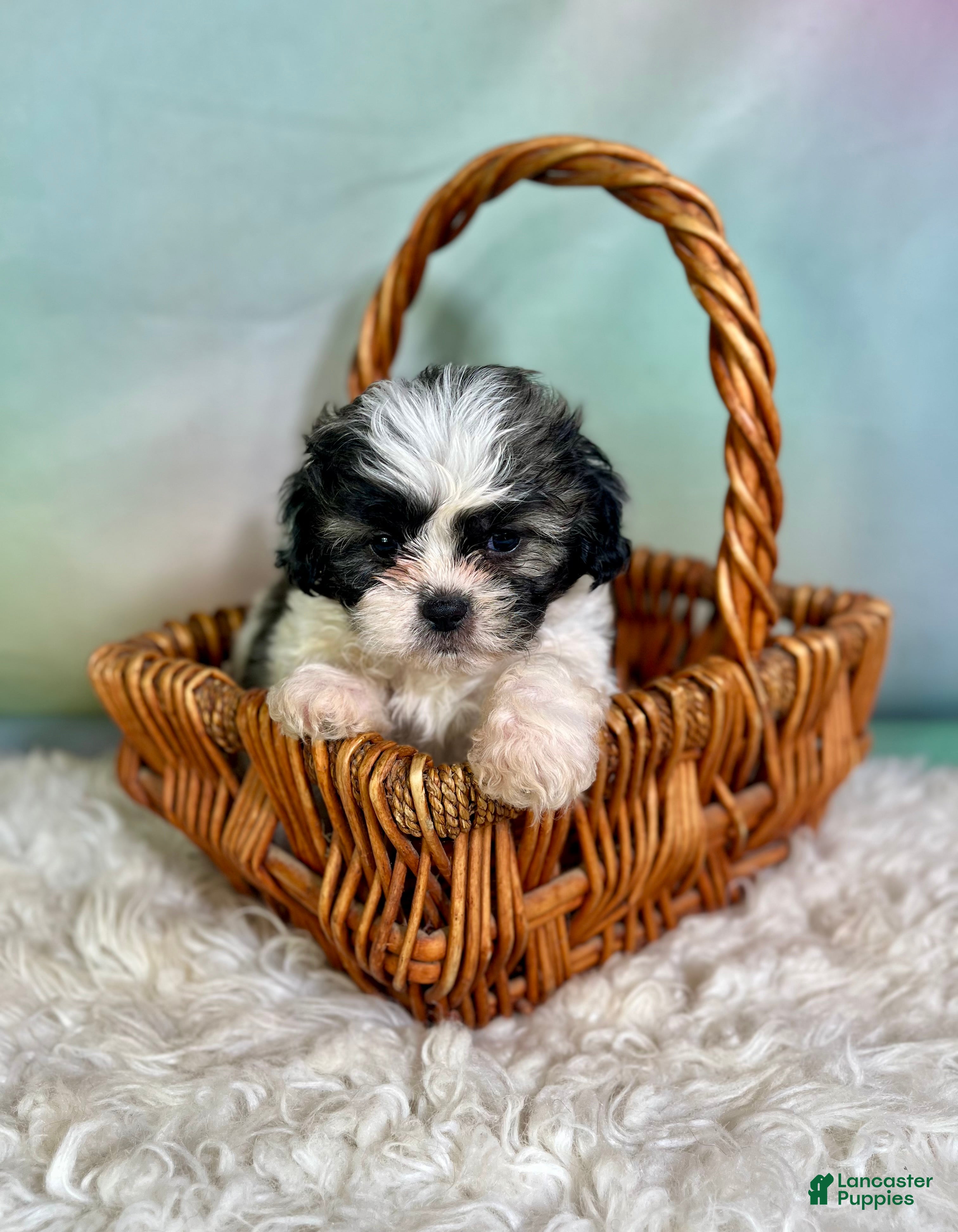 Teddy Bear dogs Jasper - Ad 1