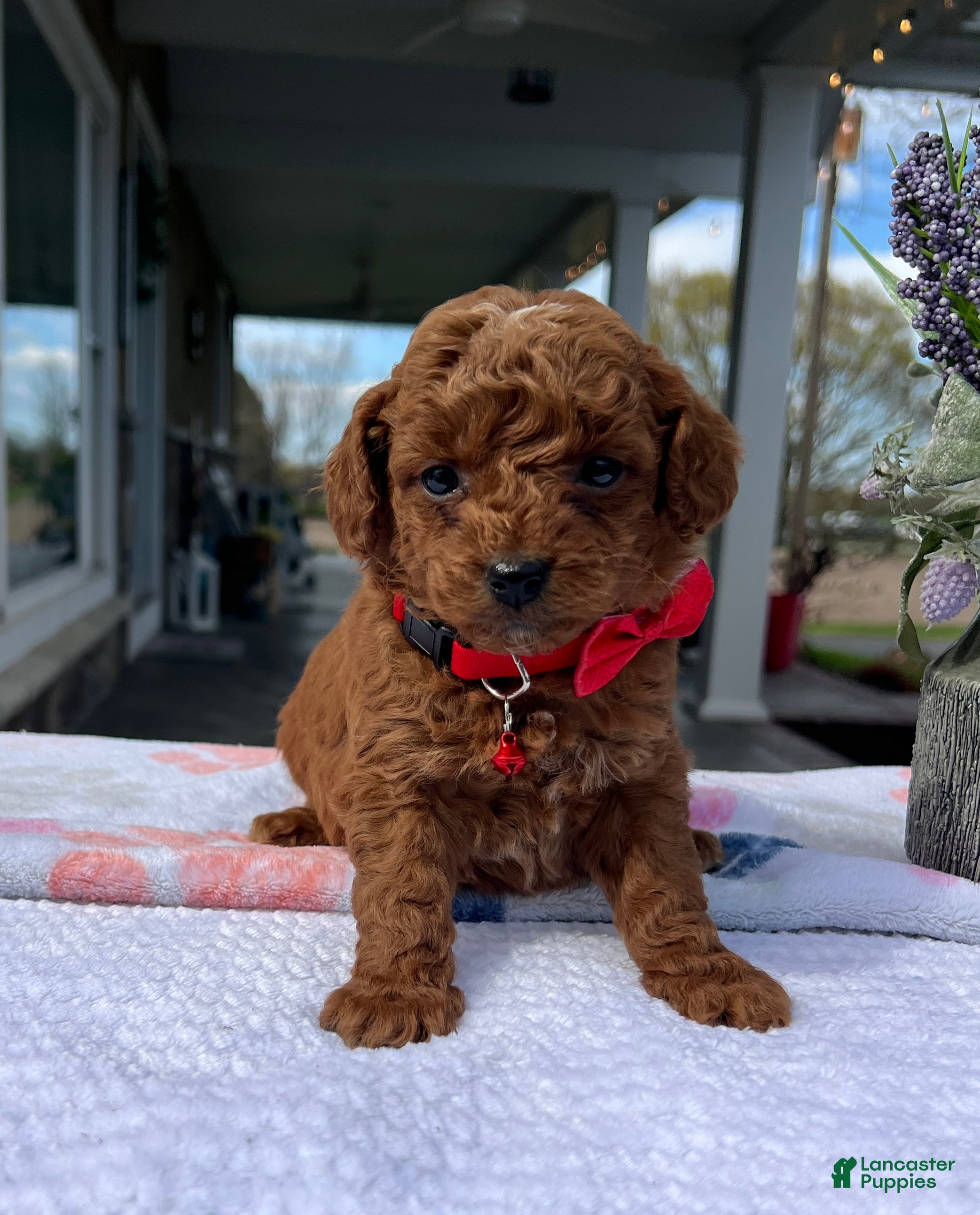 Mini Goldendoodle dogs Max - Ad 2