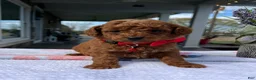 Mini Goldendoodle dogs for sale: Max - Ad 2