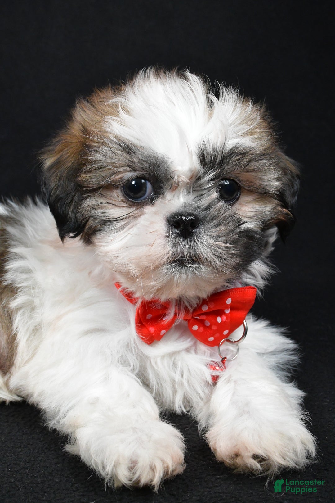 Shih Tzu dogs for sale: Kobe - Ad 7