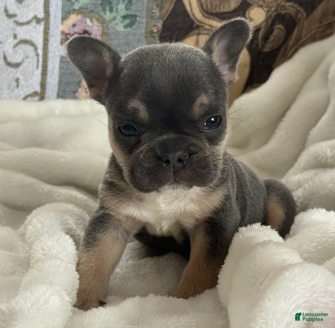 French Bulldog dogs for sale: Wyatt - Ad 28