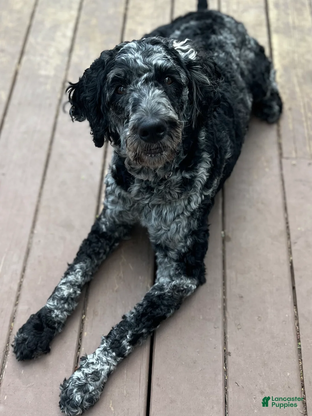 Mixed Breed dogs for sale: Coco  - Ad 2