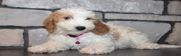 Mini Goldendoodle dogs for sale: Lucy - Ad 3