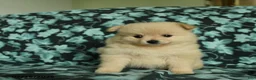 Pomeranian dogs for sale: Fawn - Ad 1