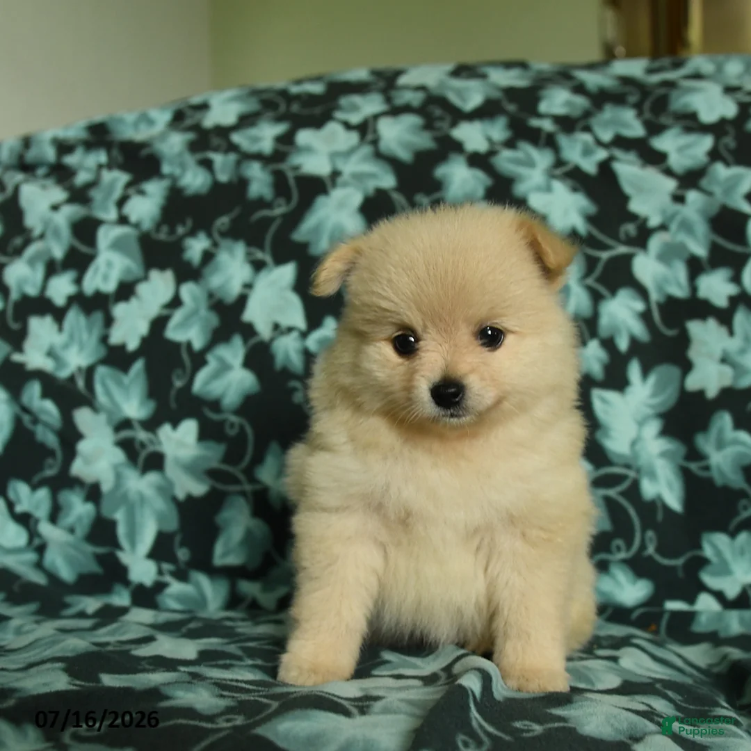 Pomeranian dogs for sale: Fawn - Ad 1